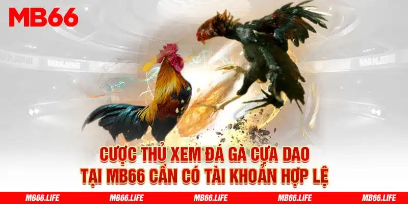 Người xem Đá Gà cựa dao tại Mb66 cần có tài khoản cá cược hợp lệ